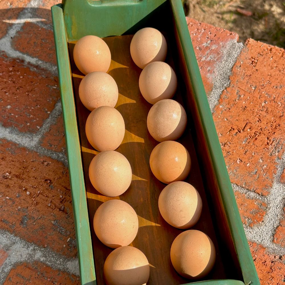 egg caddy